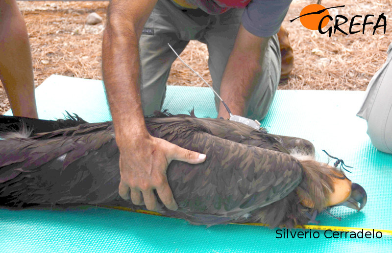 Últimos chequeos a un buitre negro, con el emisor ya al dorso, tras su marcaje. Silverio Carradelo