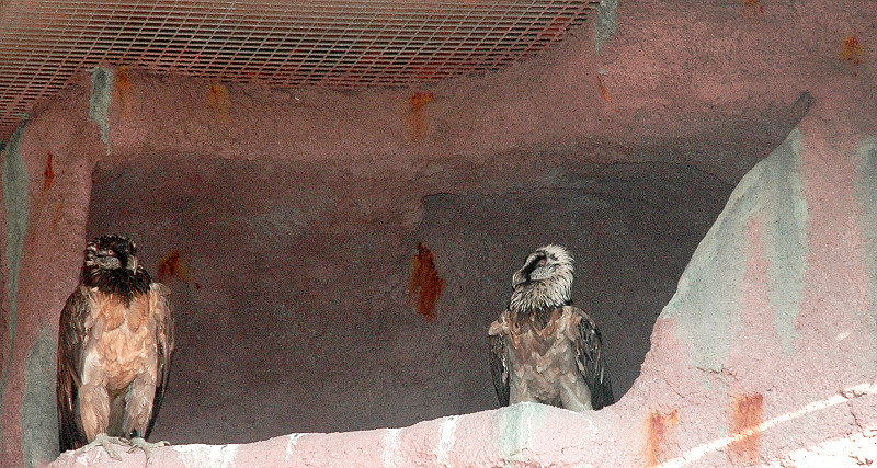 Las nuevas inquilinas del Zoológico de Córdoba