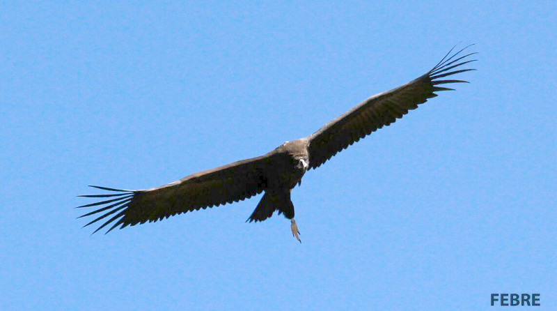 Roc, buitre negro, volando con la pata descolgada. Foto: Jordi J. Febre