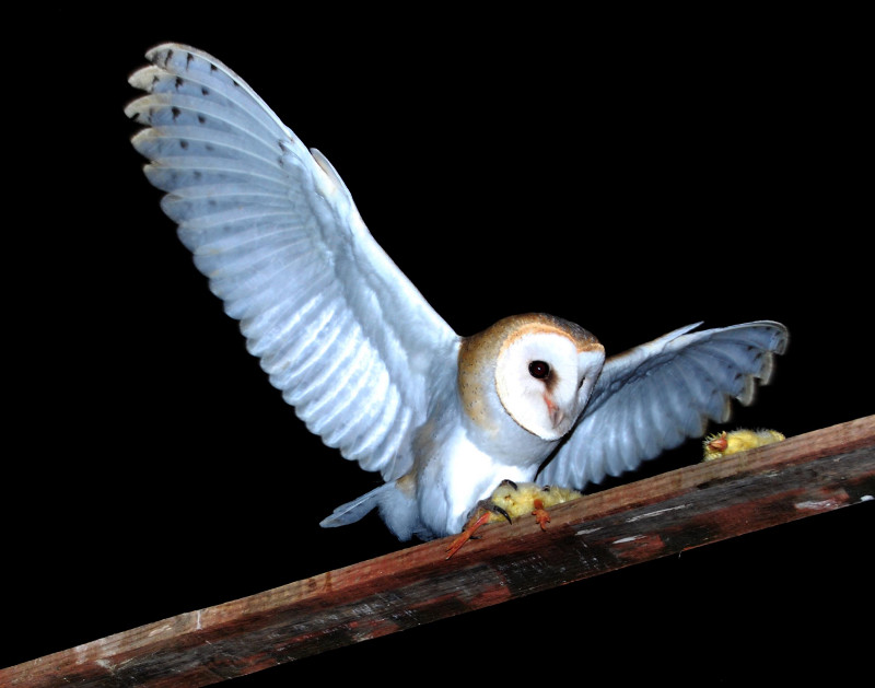 Hacking de lechuza común