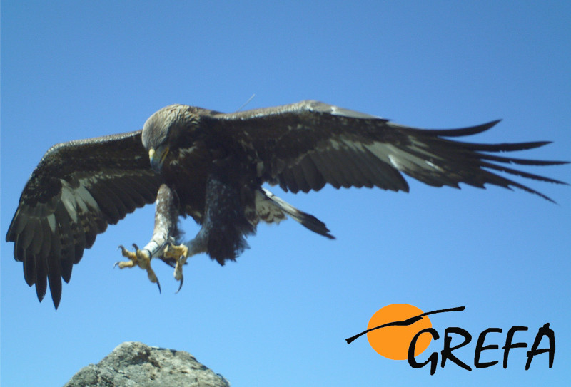 Salgueiro, águila real