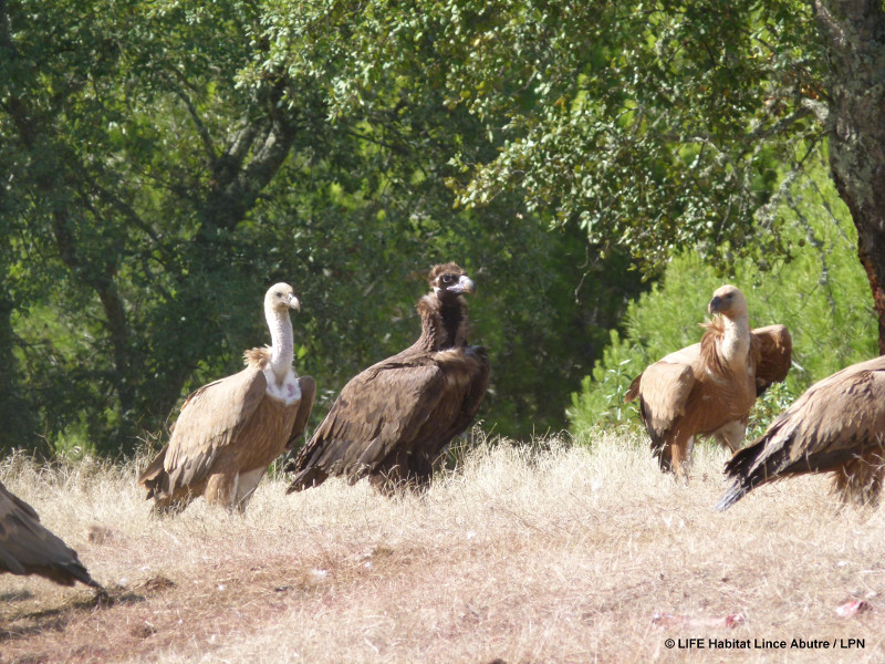Buitre negro en punto de alimentación para aves necrofagas