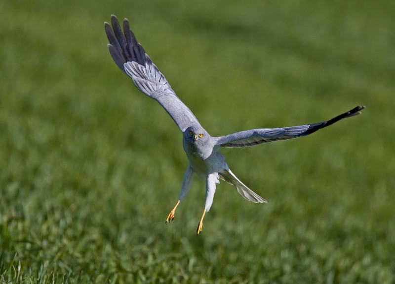 Macho de aguilucho pálido- Ignacio Yúfera.