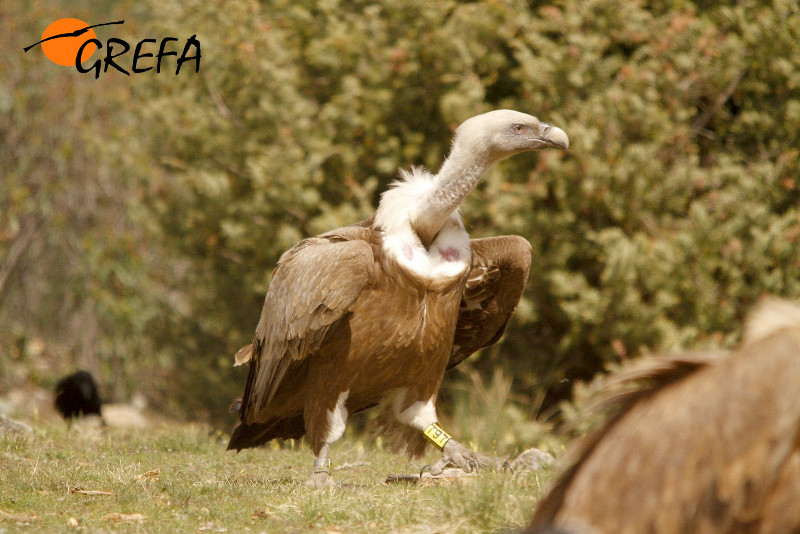 El buitre leonado 797 marcado por GREFA en el hide de Explorerspain