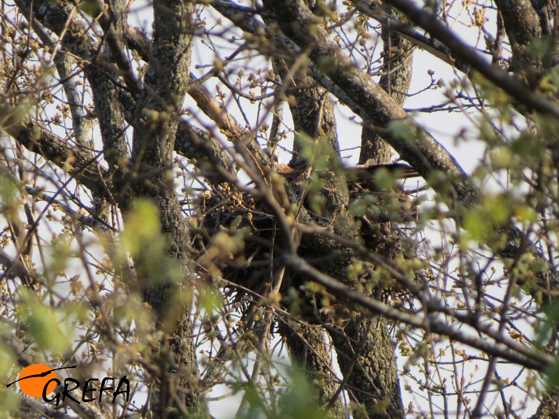La hembra pareja de Collado incubando en su nuevo nido