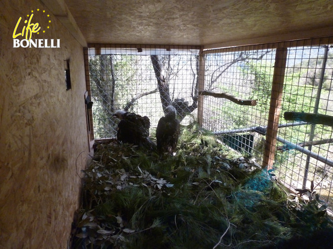 Gracias a un cristal espía, el equipo de vigilancia del COFIB puede observar a las pequeñas águilas sin que éstas recelen.