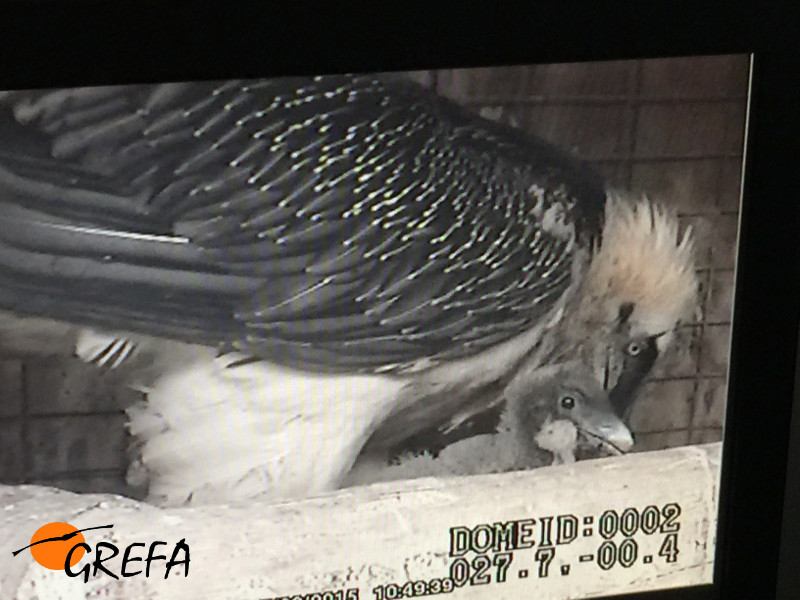 Un quebrantahuesos con su pollo ya grandecito en el centro de Guadalentín visto desde el monitor en la sala de control.