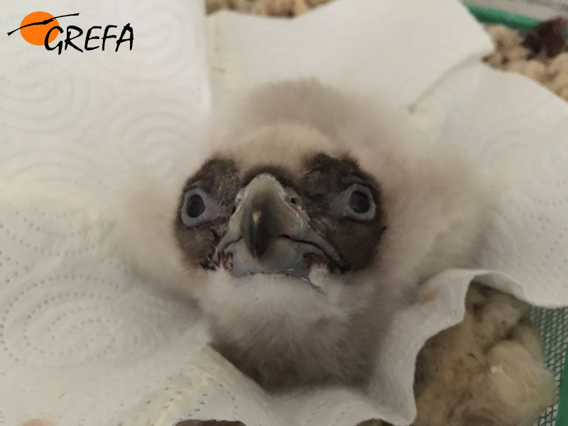 Pollo recién nacido hace unos días en Guadalentín. Al poco de captar esta foto en el centro de cría nació el primer pollo del proyecto de reintroducción en Cazorla.