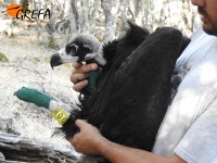 Juan José Iglesias, biólogo de GREFA, muestra la anilla de PVC amarilla colocada a a uno de los buitre negros marcados en el Valle de Alcudia.