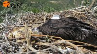 Uno de los buitres negros marcados en el Valle de Alcudia, una vez que ha sido devuelto al nido con el emisor GPS ya acoplado al dorso. 