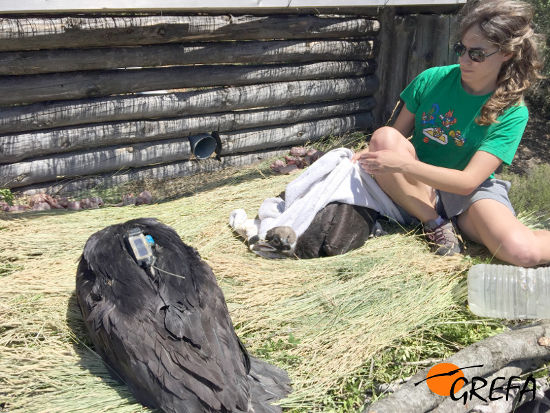 Momento en el que el segundo pollo es ubicado en el nido artificial construido en la zona de reintroducción de Boumort (Lleida).