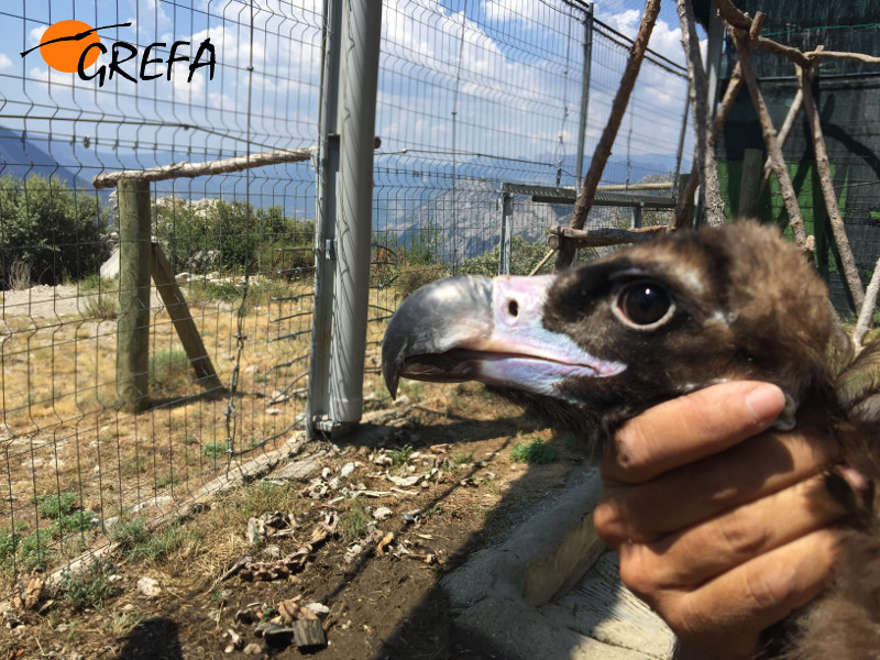 Primer plano de uno de los buitres negros trasladados recientemente a Alinyà (Prepirineo catalán), ya en la zona de reintroducción.