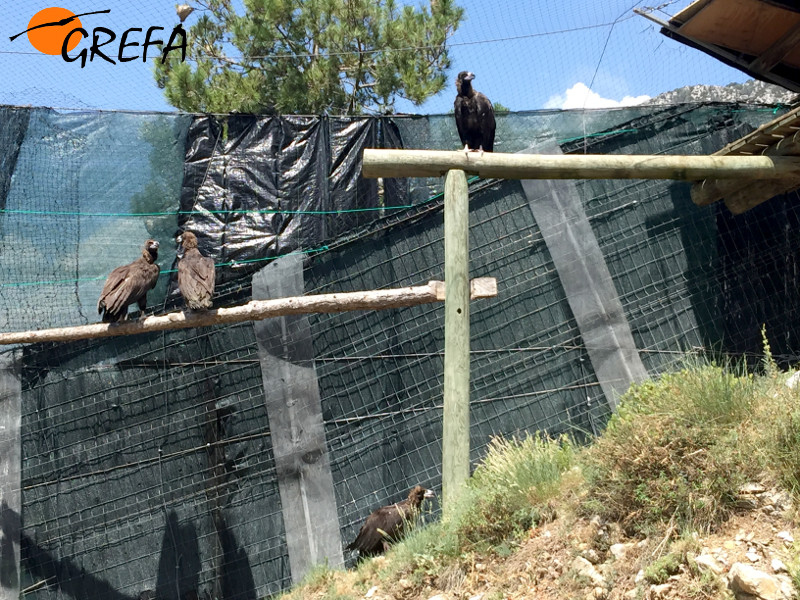 Los cuatro buitres negros enviados a Alinyà, ya ubicados en la jaula de aclimatación.