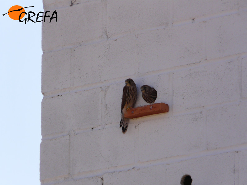 Pollos reintroducidos en el nuevo primillar de Arganda.