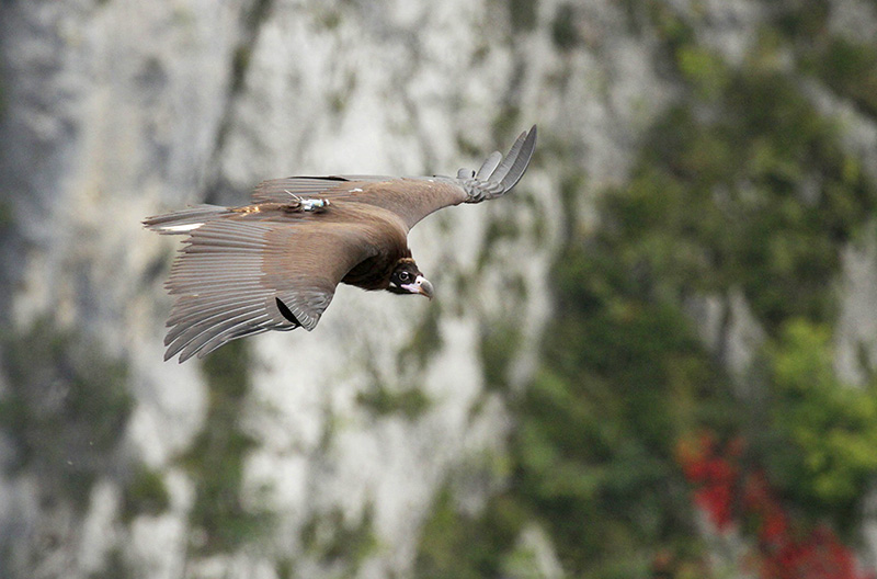 El buitre negro 'Bernardus' en vuelo. Foto: Marc Pastouret.