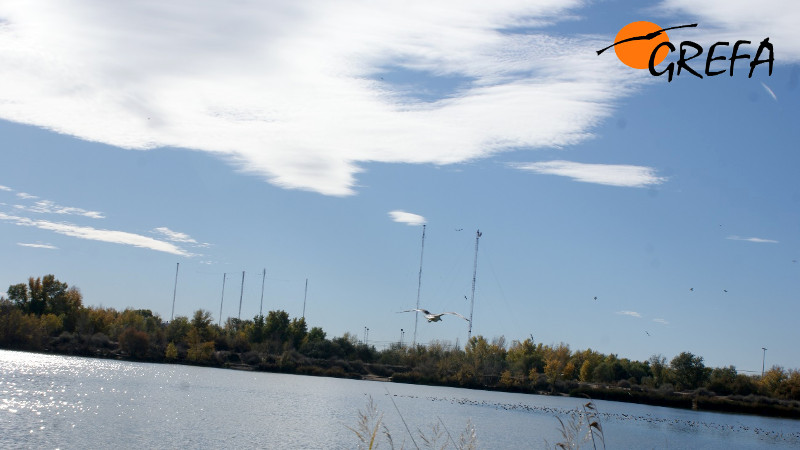 La gaviota acercándose al grupo que había en la laguna
