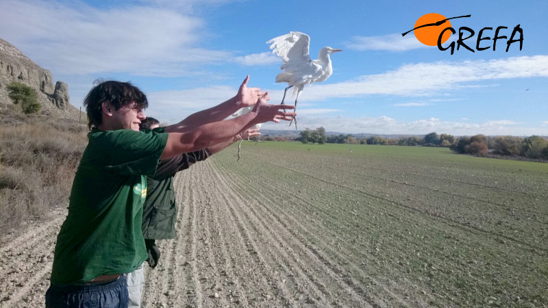 En el momento de la liberación de las garcillas