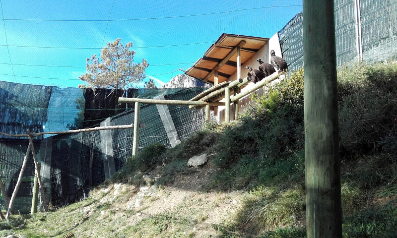 Otra vista del recinto de aclimatación en Alinyà, con buitres negros en su interior.