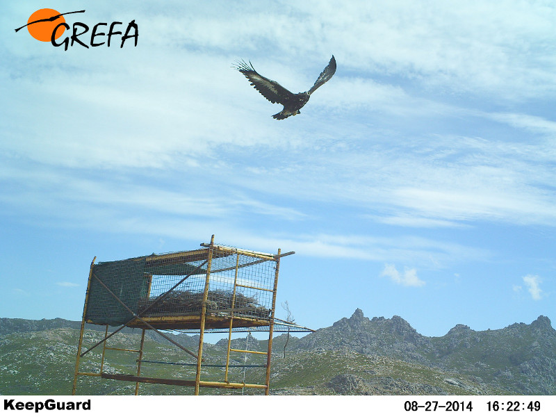 En esta imagen de foto-trampeo realizada el pasado 27 de agosto, una de las águilas reales liberadas en el Parque Natural Baixa Limia-Serra do Xurés (Ourense) sobrevuela el andamio con el hacking instalado en la zona de reintroducción (foto: Grefa). 