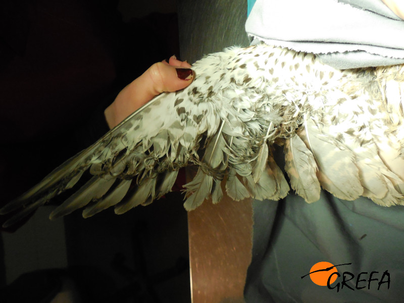 Detalle del ala de un cernícalo vulgar que ingresó en GREFA víctima de la caza con liga.