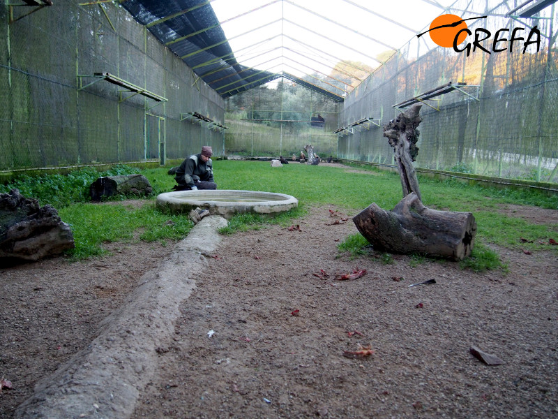 Jaula de recuperación donde permanecían los buitres negros