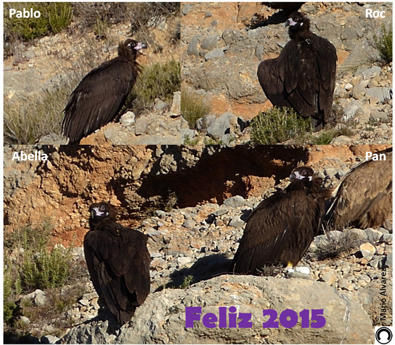 Los 3 pollos nacidos en 2014 en la colonia pirenaica (ROC, ABELLA y PAN) más el pollo nacido en las instalaciones de GREFA (PABLO) y demás buitres de lleida os desean feliz 2015