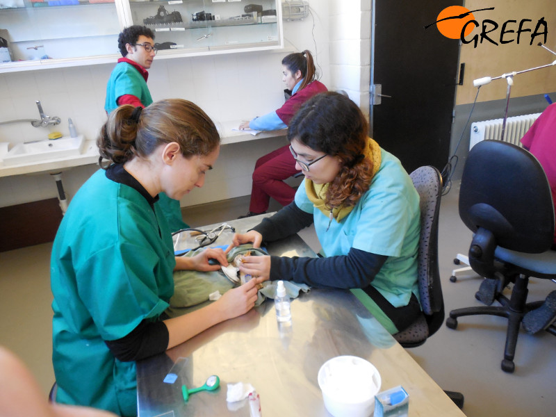 En las fotografías, diversos momentos de los chequeos realizados a los cernícalos primilla que viven y crían en nuestras instalaciones.