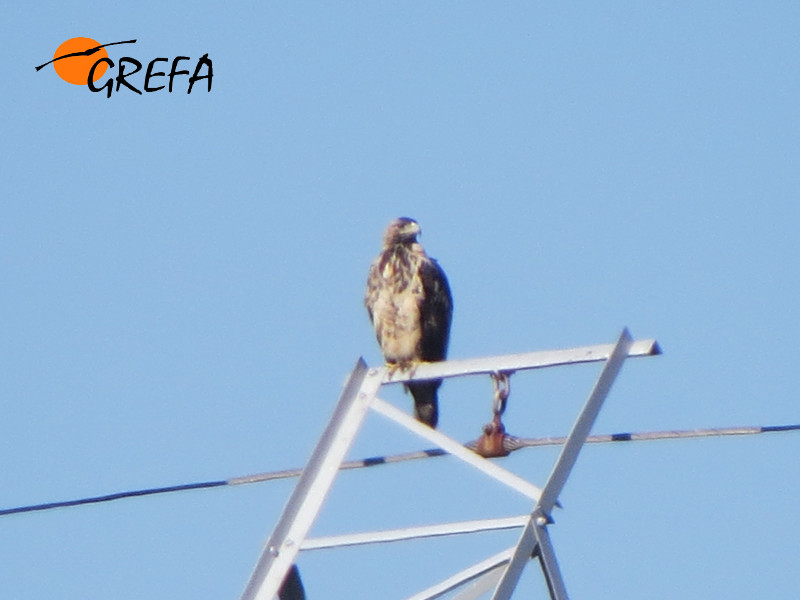 Moro, águila imperial