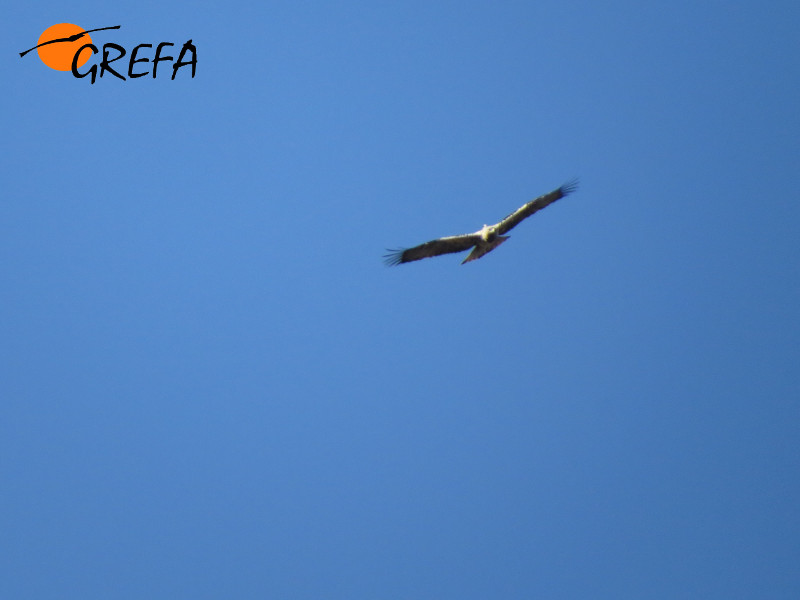 Moro, águila imperial