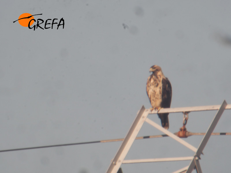 Moro, águila imperial