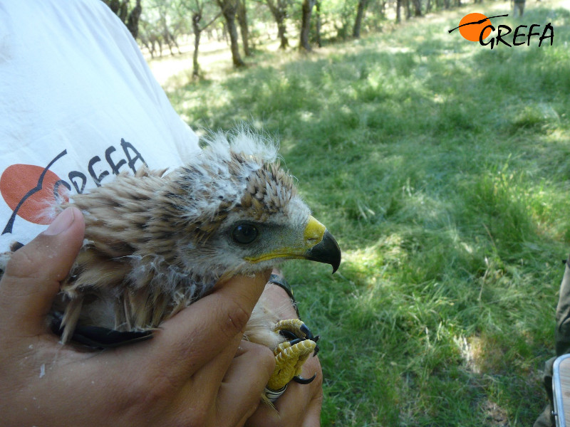 Collado cuando era un joven milano real, el día de su marcaje.