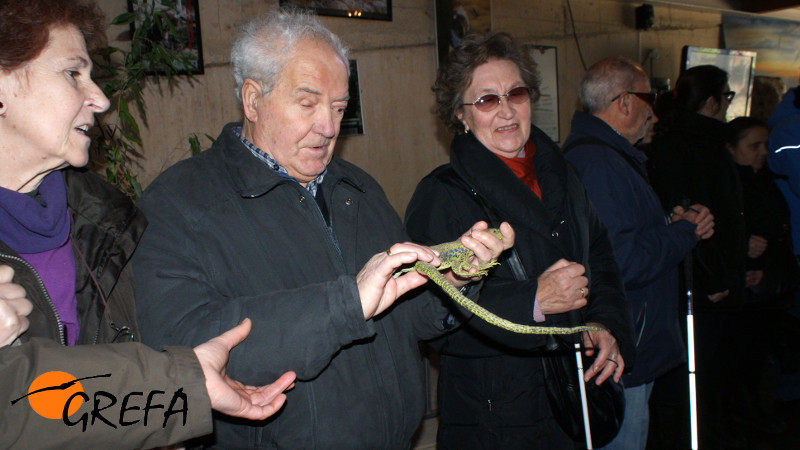 Participantes con baja visión e invidentes tocando una maqueta de lagarto ocelado.