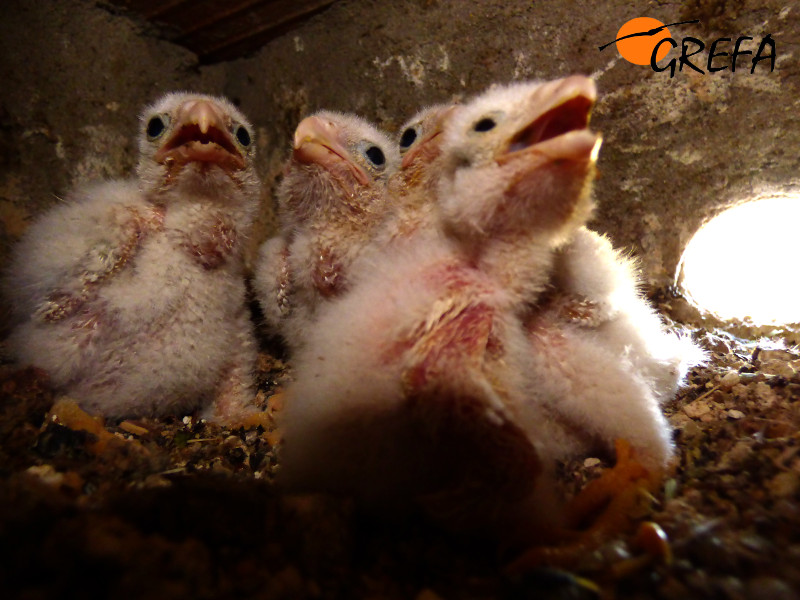 Pollos de Cernícalo primilla en el primillar de Quijorna