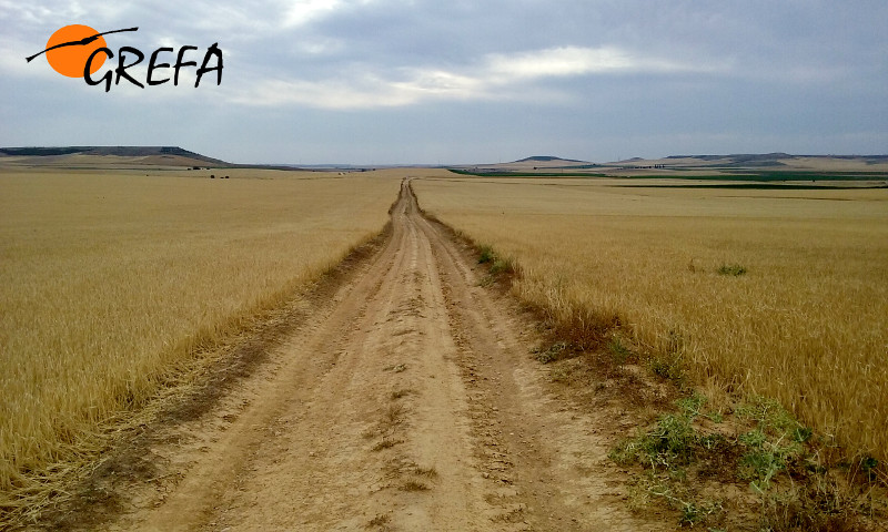 Camino agrícola con cunetas completamente eliminadas