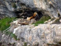 El macho 'Tono' ceba al pollo 'Esperanza' con 26 días de edad.