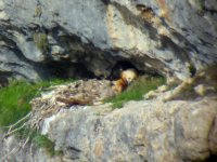 El macho 'Tono' con el pollo 'Esperanza' con 57 días de edad.