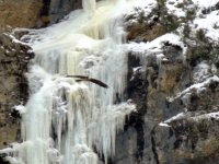 El macho 'Tono' vuela sobre rocas tapizadas de hielo en el valle donde tiene su nido a mediados del pasado febrero, fechas en las que se produjo la puesta.