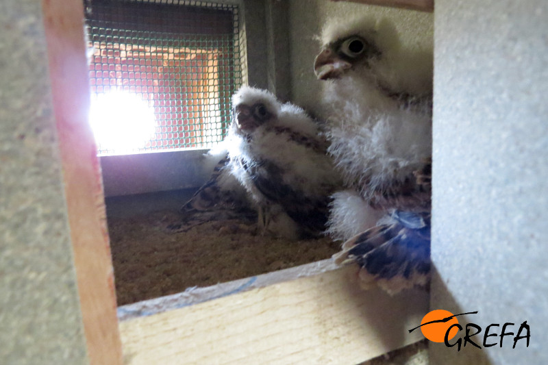 Pollos de cernícalo primilla en un nidal del primillar de Martiago (Salamanca).