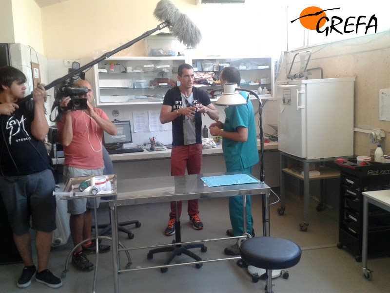 El equipo del programa "Aquí en Madrid", de Telemadrid, en plena grabación en una de las enfermerías del hospital de fauna de GREFA.