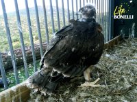 Una de las águilas de Bonelli soltadas el pasado 8 de junio en el suroeste madrileño reposan en su plataforma de liberación (hacking).
