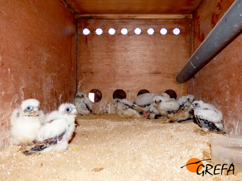 Pollos de cernícalo primilla tras su introducción en el hacking del silo de Baena.