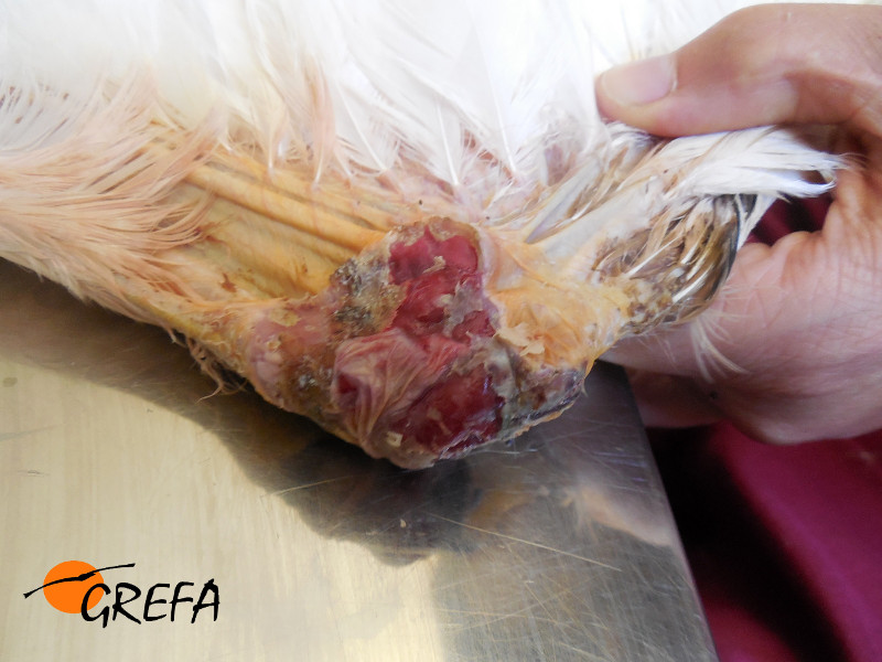 Lesion del carpo de una cigüeña blanca.