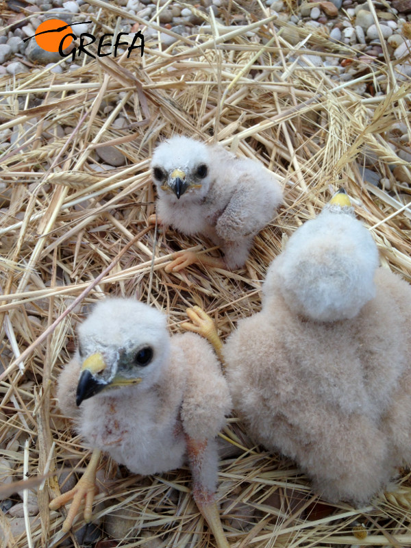 Pollos recien rescatados de la cosechadora