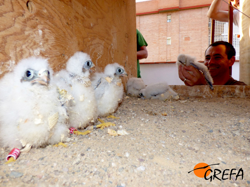 Un pollo de cernícalo primilla es introducido en el recinto de aclimatación (hacking) instalado en la Casa de la Juventud de Córdoba. Foto: GREFA.