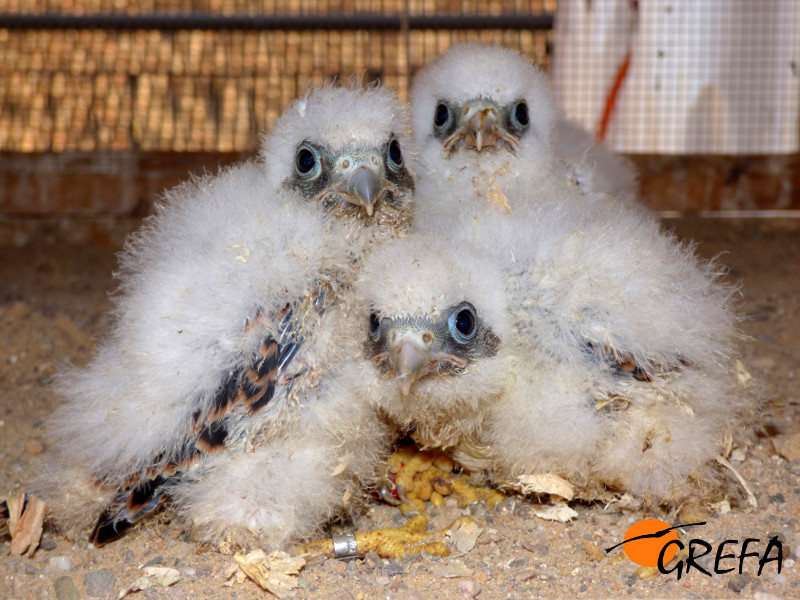 Pollos de cernícalo primilla en el recinto de aclimatación (hacking) de la Casa de la Juventud de Córdoba. Foto: GREFA.