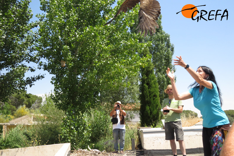 Un milano negro es liberado por su madrina durante la Jornada de Puertas Abiertas.