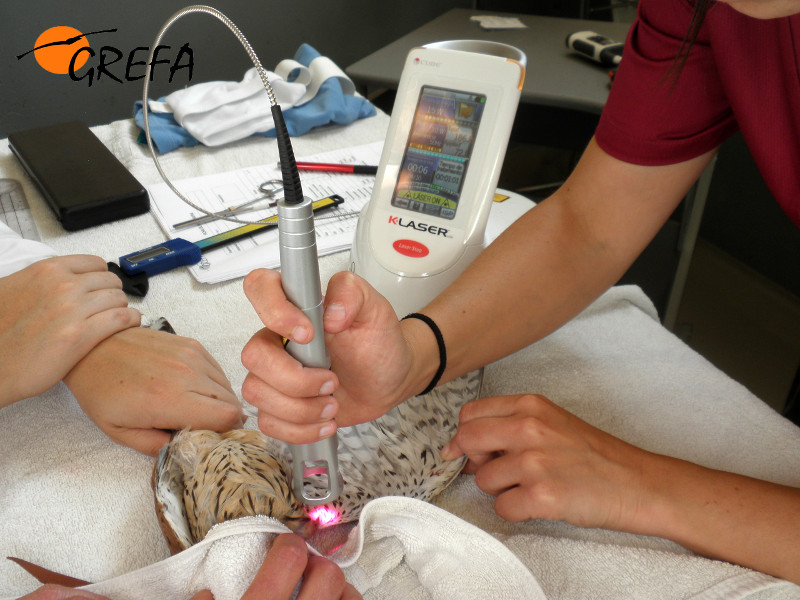 Fisioterapia en cernícalo vulgar