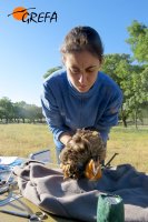 Revisión veterinaria