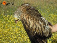 Momento de la captura del milano real