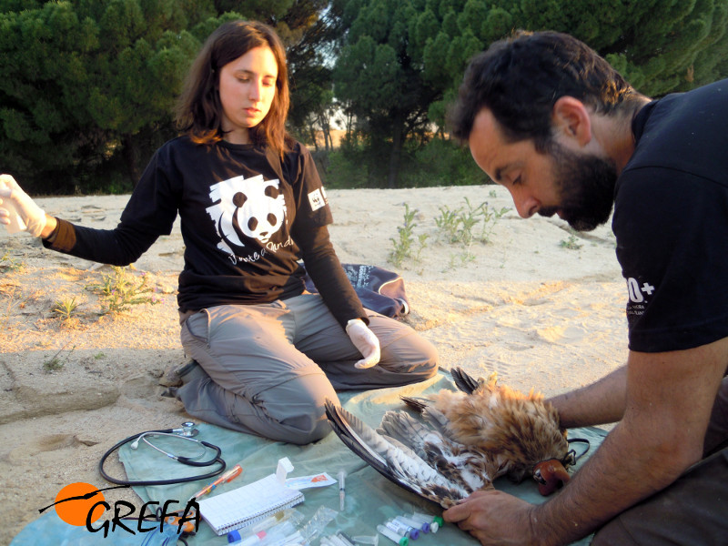 Toma de muestras veterinarias del milano real capturado